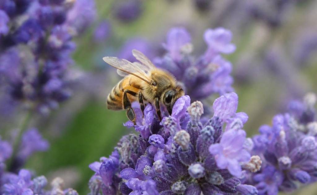 Abeille espece : reconnaître les différentes espèces d’abeilles