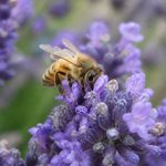 Abeille espece : reconnaître les différentes espèces d’abeilles