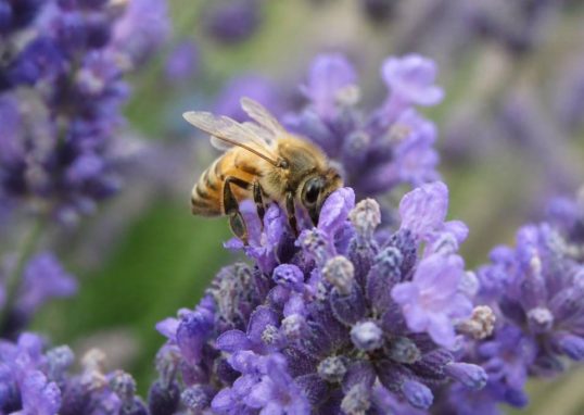 Abeille espece : reconnaître les différentes espèces d’abeilles