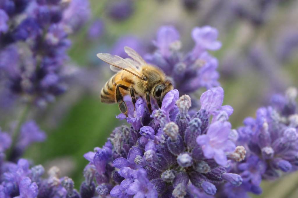 Abeille espece : reconnaître les différentes espèces d’abeilles