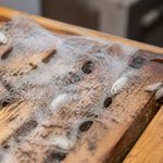 Cocon mite textile : comment protéger vos ruches et vos vêtements naturellement
