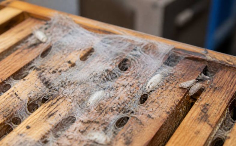 Cocon mite textile : comment protéger vos ruches et vos vêtements naturellement