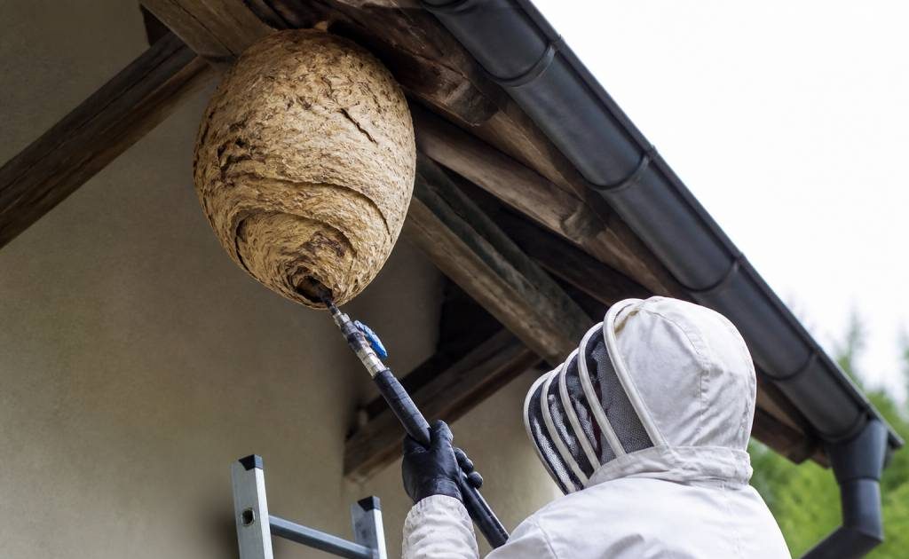 Apiculteurs morbihan : destruction des nids de guêpes et de frelons asiatiques