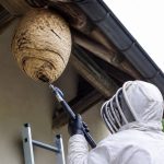 Apiculteurs morbihan : destruction des nids de guêpes et de frelons asiatiques