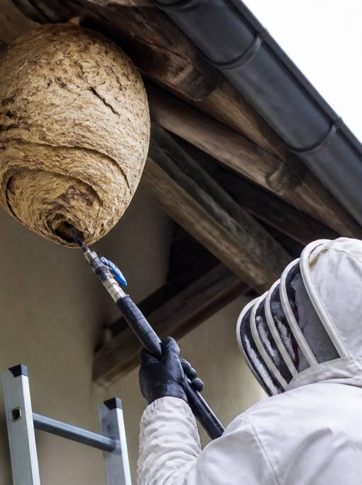 Apiculteurs morbihan : destruction des nids de guêpes et de frelons asiatiques