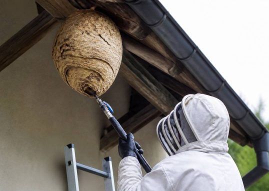 Apiculteurs morbihan : destruction des nids de guêpes et de frelons asiatiques