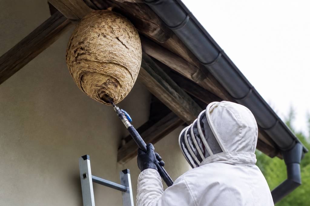 Apiculteurs morbihan : destruction des nids de guêpes et de frelons asiatiques