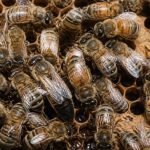 Abeille reine ouvrière et faux bourdon : rôles et différences dans la colonie