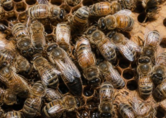 Abeille reine ouvrière et faux bourdon : rôles et différences dans la colonie
