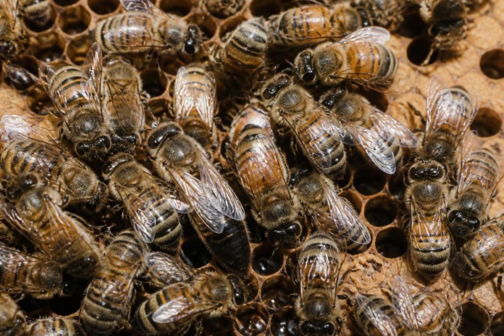 Abeille reine ouvrière et faux bourdon : rôles et différences dans la colonie