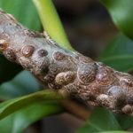 Cochenilles à bouclier : identification et méthodes de lutte au jardin