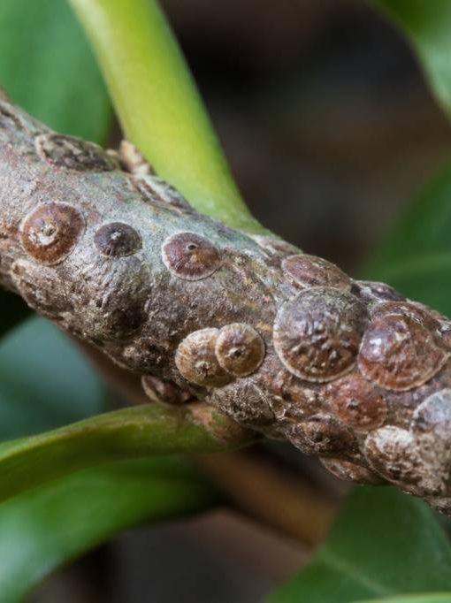 Cochenilles à bouclier : identification et méthodes de lutte au jardin