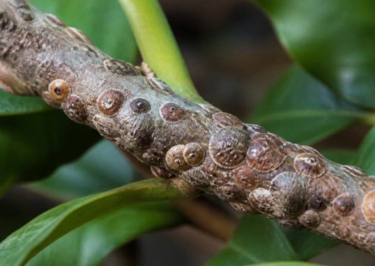Cochenilles à bouclier : identification et méthodes de lutte au jardin