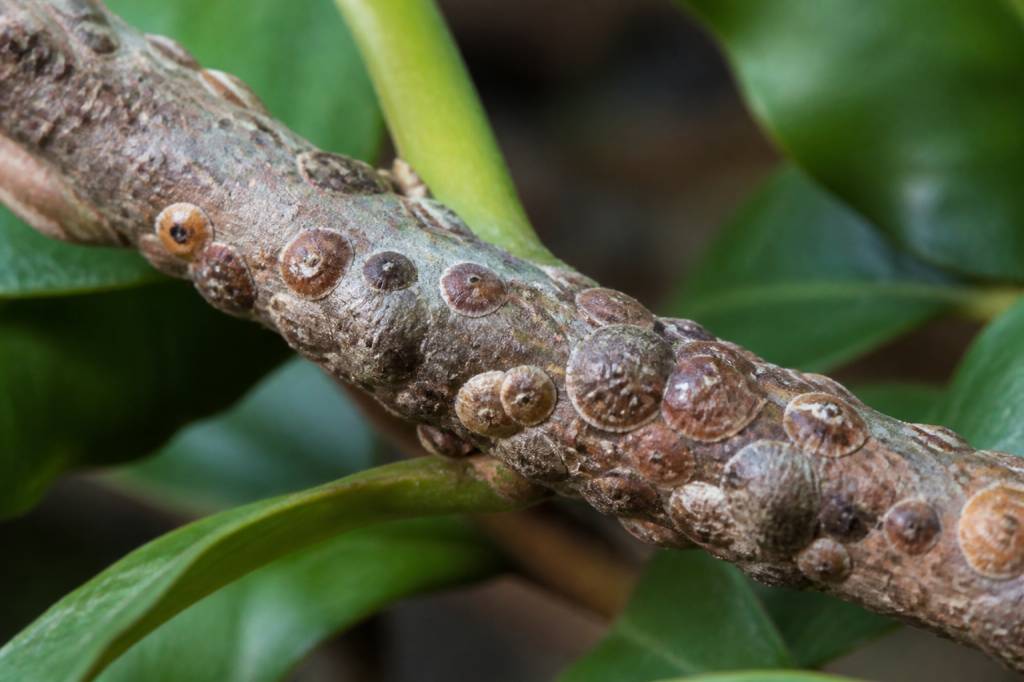 Cochenilles à bouclier : identification et méthodes de lutte au jardin
