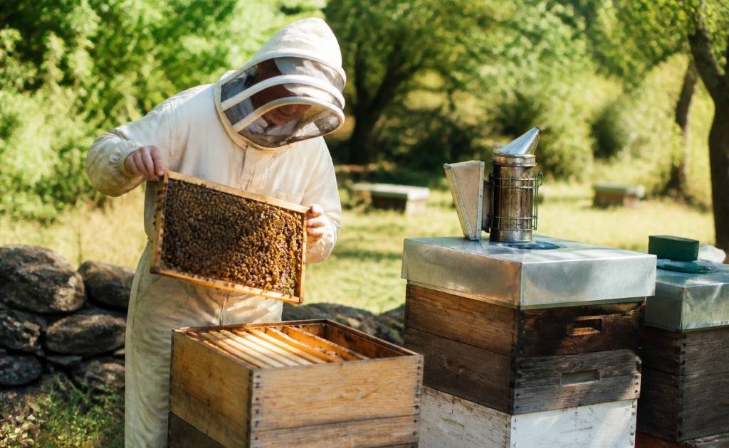 Ruche warre : fonctionnement et conseils pour débuter en apiculture