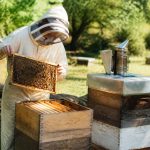 Ruche warre : fonctionnement et conseils pour débuter en apiculture