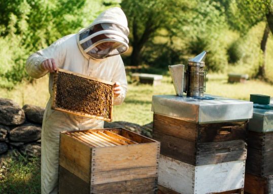 Ruche warre : fonctionnement et conseils pour débuter en apiculture