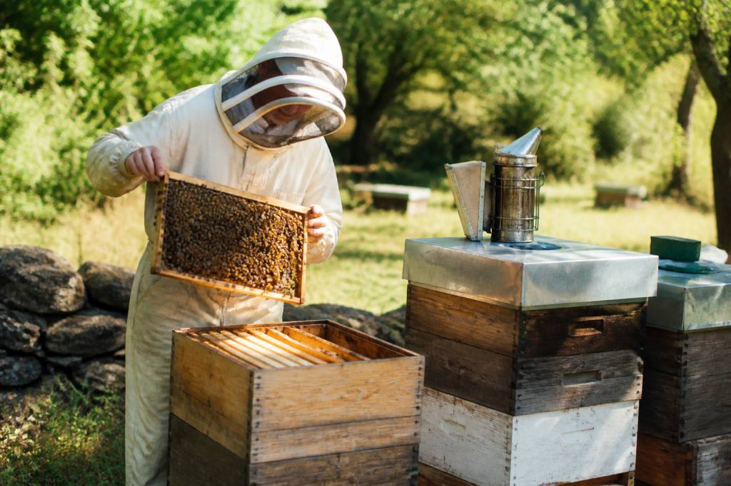 Ruche warre : fonctionnement et conseils pour débuter en apiculture
