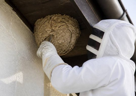 Destruction nid de guepes Saint Priest : une solution adaptée à votre habitation