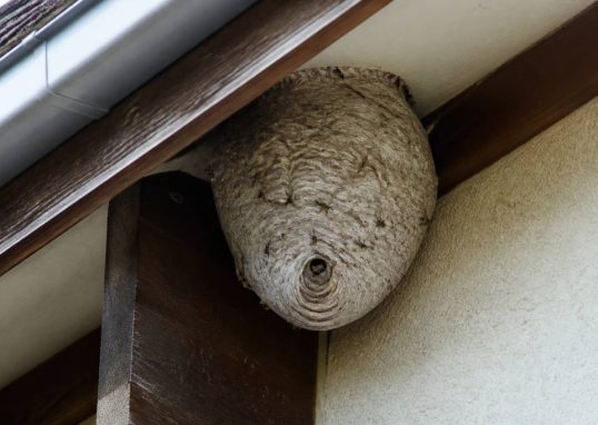 Destruction nid de guepes Meyzieu : que faire face à un nid actif