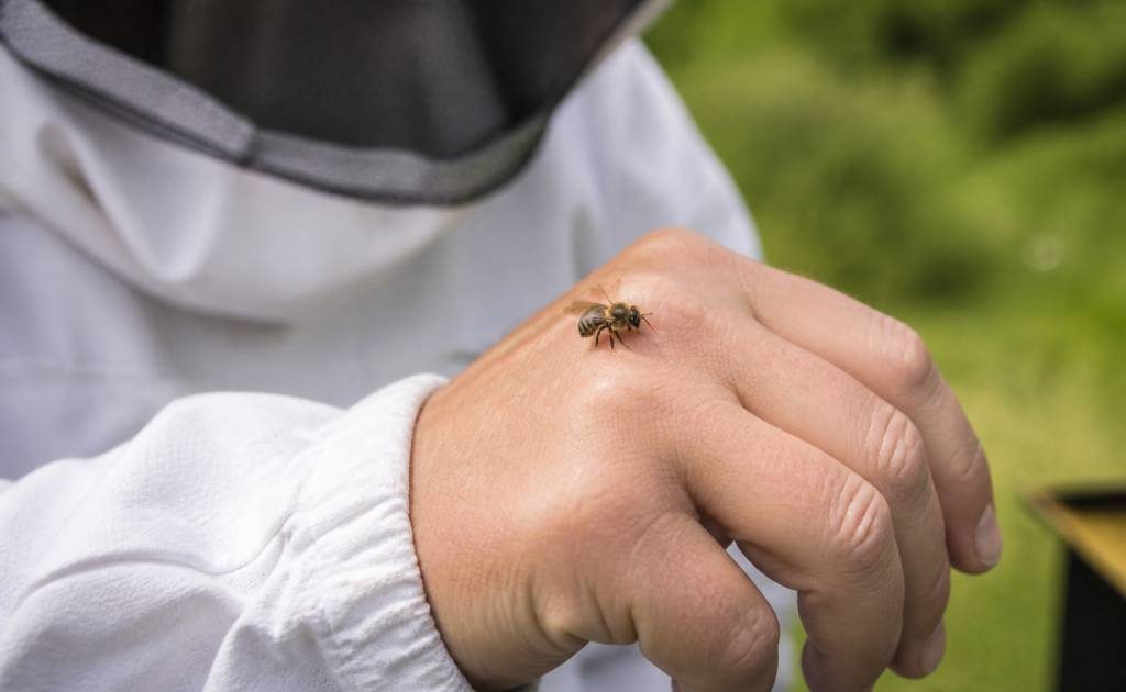 Est-ce que les abeilles piquent ?