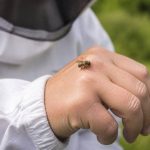 Est-ce que les abeilles piquent ?