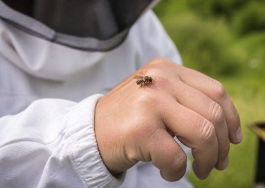 Est-ce que les abeilles piquent ?