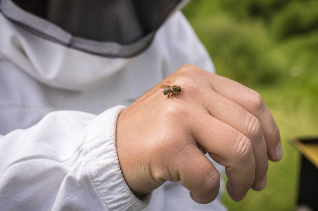 Est-ce que les abeilles piquent ?