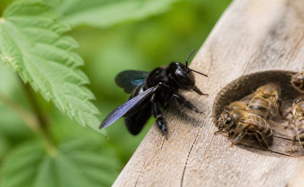 Abeille charbonnière ou charpentière : caractéristiques et différences