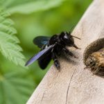 Abeille charbonnière ou charpentière : caractéristiques et différences