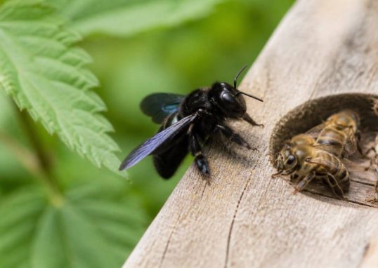 Abeille charbonnière ou charpentière : caractéristiques et différences