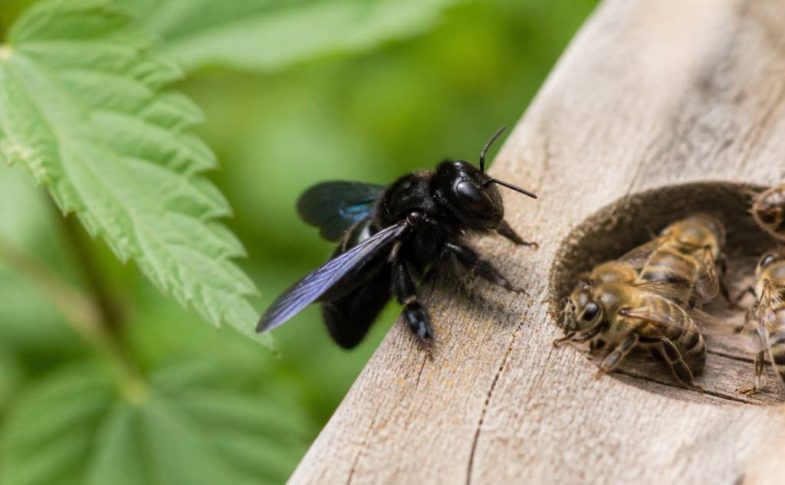 Abeille charbonnière ou charpentière : caractéristiques et différences