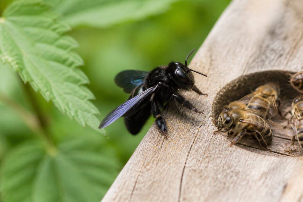 Abeille charbonnière ou charpentière : caractéristiques et différences