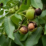 Maladie du noyer noix noires traitement efficace et naturel