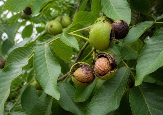 Maladie du noyer noix noires traitement efficace et naturel