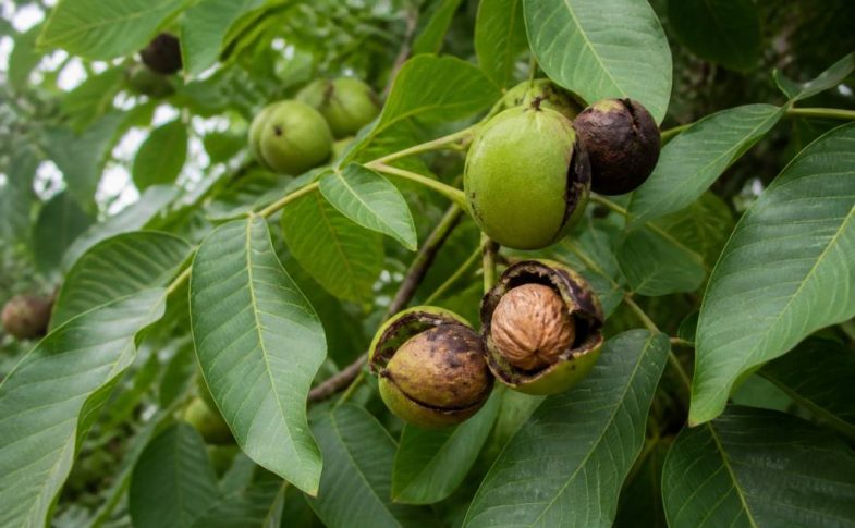 Maladie du noyer noix noires traitement efficace et naturel