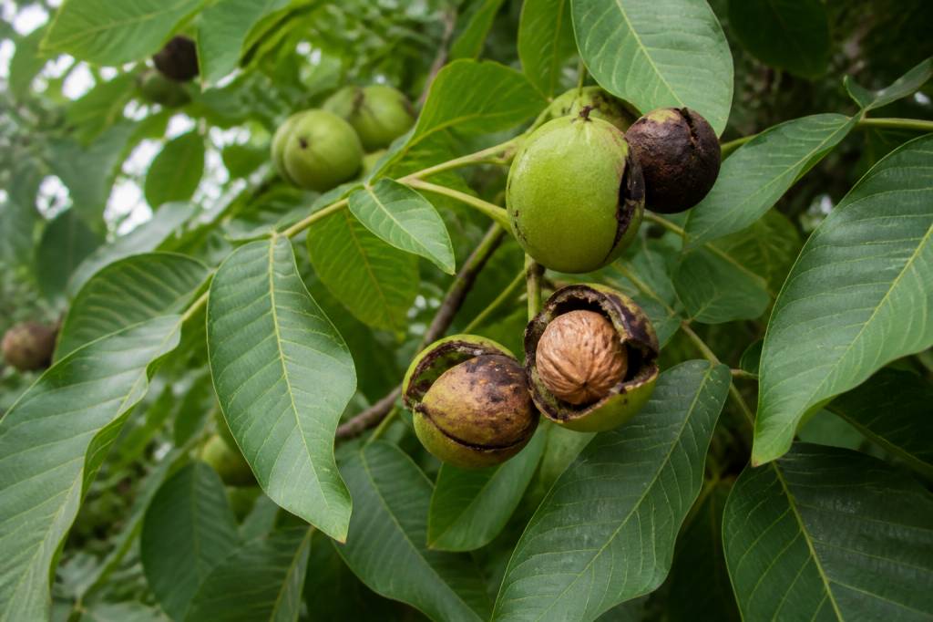 Maladie du noyer noix noires traitement efficace et naturel
