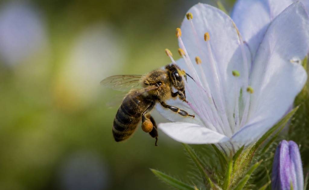 Que mange les abeille et pourquoi leur alimentation est essentielle