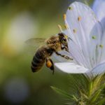 Que mange les abeille et pourquoi leur alimentation est essentielle