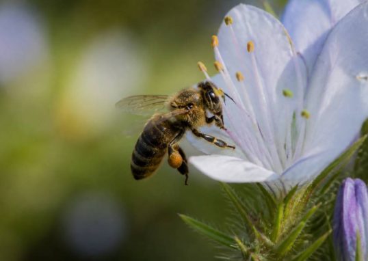 Que mange les abeille et pourquoi leur alimentation est essentielle