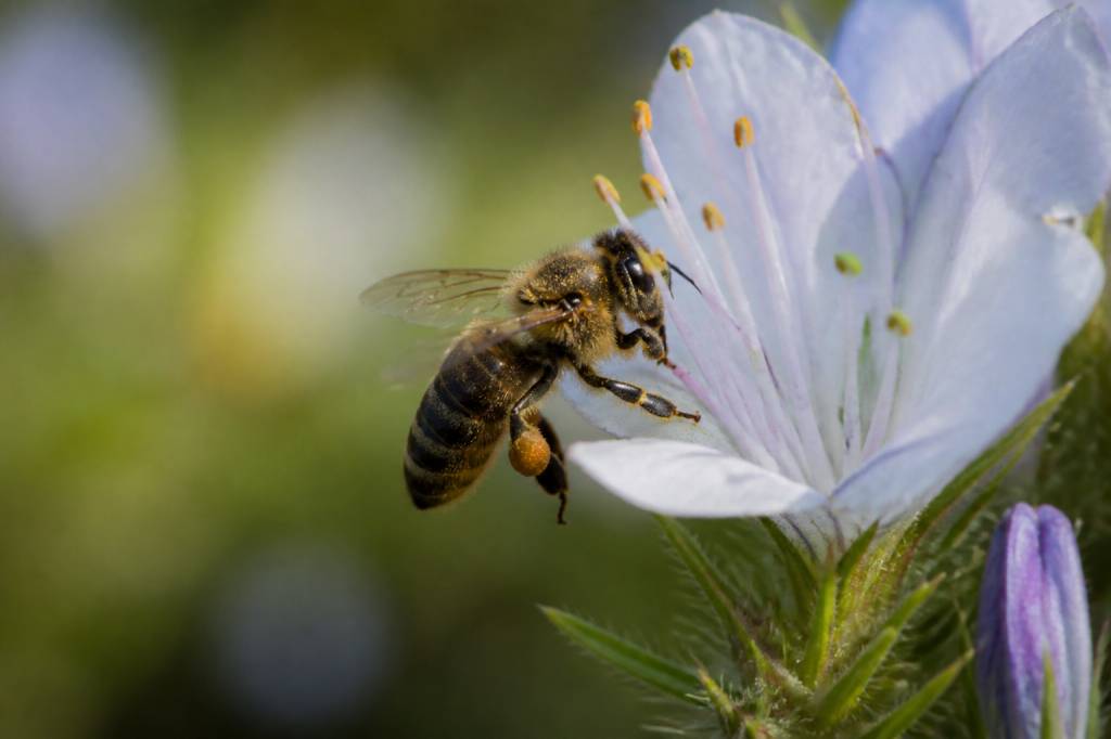 Que mange les abeille et pourquoi leur alimentation est essentielle
