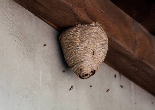 Destruction nid de guepes Francheville : contactez un spécialiste rapidement