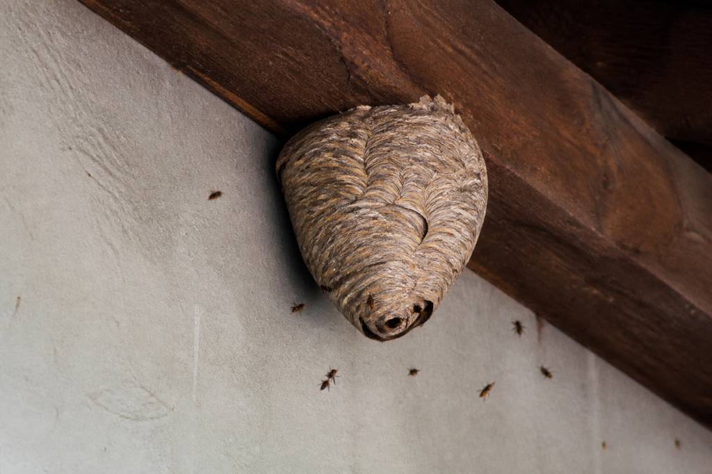 Destruction nid de guepes Francheville : contactez un spécialiste rapidement