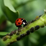 Nourriture pour coccinelle : que mangent-elles vraiment ?