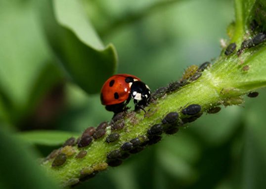 Nourriture pour coccinelle : que mangent-elles vraiment ?