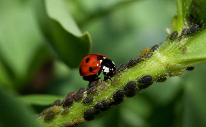Nourriture pour coccinelle : que mangent-elles vraiment ?