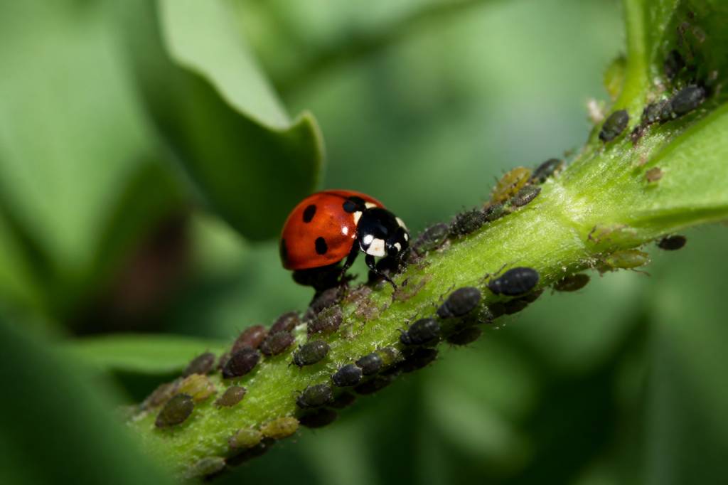 Nourriture pour coccinelle : que mangent-elles vraiment ?