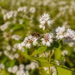 Graines de blé noir : tout savoir pour les abeilles et l’apiculture
