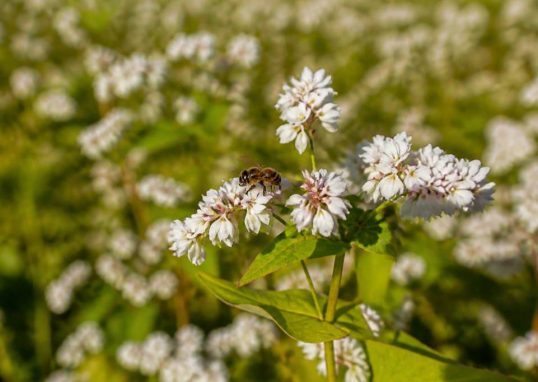 Graines de blé noir : tout savoir pour les abeilles et l’apiculture