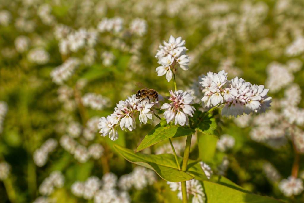 Graines de blé noir : tout savoir pour les abeilles et l’apiculture